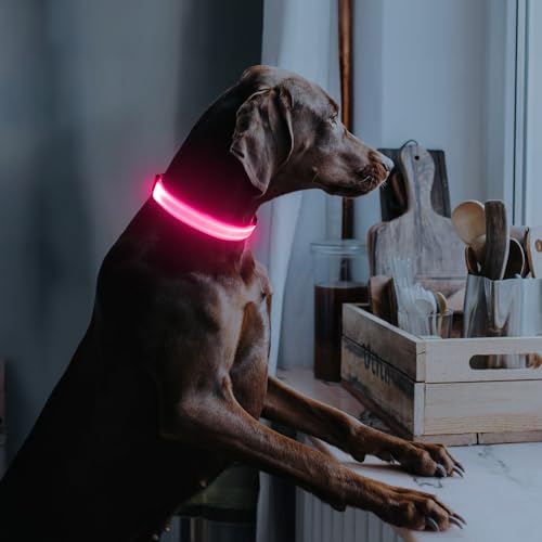 Illumifun Rechargeable LED Dog Collar, Waterproof Light Up Dog Collars Glow in the Dark, Adjustable Safety Collar Light for Dogs Walking Camping (Pink, Medium) - color: Pink, size: Medium