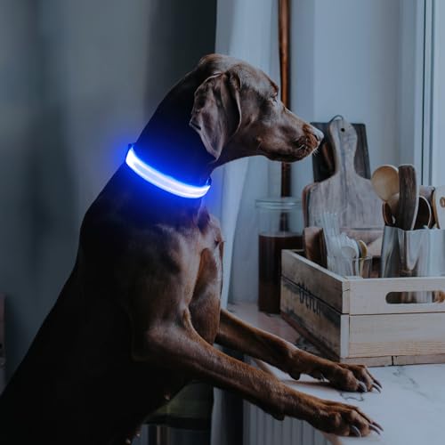 Illumifun LED Dog Collar, USB Rechargeable Light Up Dog Collar, Adjustable Pet Safety Light Glow in the Dark (Blue, Medium) - color: Blue, size: Medium