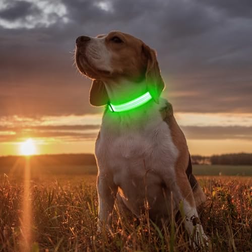 Illumifun LED Dog Collar, Rechargeable Light Up Collars, Reflective Safety Collar Light for Nighttime Walking Camping (GreenⅢ, Medium) - color: GreenⅢ, size: Medium