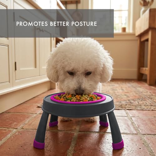 Dexas Pets Elevated Pet Feeder, Small, 1.5 Cup Capacity, Fuchsia, Raised Pet Food and Water Bowl - color: Fuchsia, size: Small/1.5 Cup Capacity