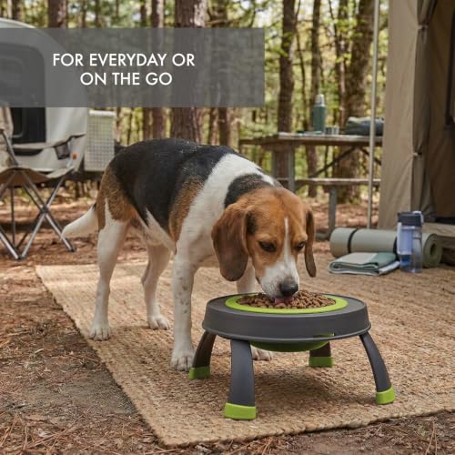 Dexas Pets Elevated Pet Feeder, Large, 4 Cup Capacity, Green, Raised Pet Food and Water Bowl - color: Green, size: Large/4 Cup Capacity