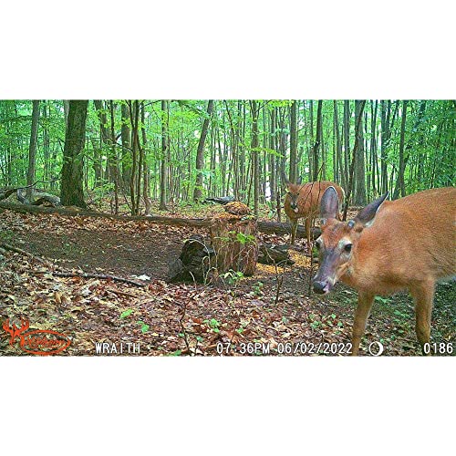Wildgame Innovations Hunting Game Wildlife Outdoors 26 Megapixel Images HD Videos Wraith 2.0 Trail Camera - color: Lightsout